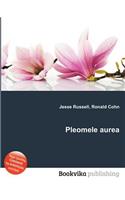 Pleomele Aurea: (English)