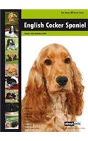 English Cocker Spaniel