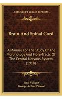 Brain and Spinal Cord