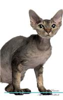Devon Rex Affirmations Workbook Devon Rex Presents