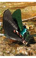 Eastern Black Butterfly Journal