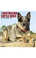 Just Australian Cattle Dogs 2018 Calendar