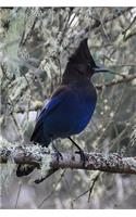 Stunning Stellars Jay in a Lichen Covered Tree Journal