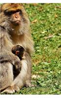 Barbary Macaque and Baby Journal
