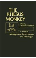Rhesus Monkey