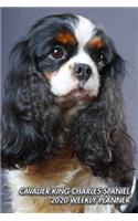 Cavalier King Charles Spaniel 2020 Weekly Planner