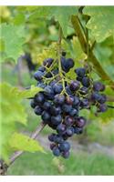 A Cluster of Purple Grapes on a Grapevine Journal: 150 Page Lined Notebook/Diary