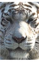 White Tiger Face Journal: 150 page lined notebook/diary