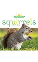 Squirrels