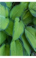 Pretty Hosta Leaves Journal: (Notebook, Diary, Blank Book)