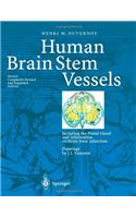 Human Brain Stem Vessels