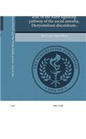 Functional Interaction of Racf2 and the Wasp Family Protein, Scar, in the Rab8 Signaling Pathway of the Social Amoeba, Dictyostelium Discoideum.
