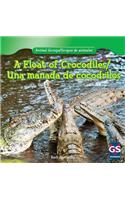 A Float of Crocodiles/Una Manada de Cocodrilos