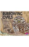 Burrowing Owls