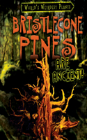 Bristlecone Pines Are Ancient!