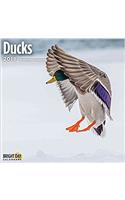 Ducks 2018