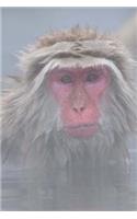 Red-Faced Snow Monkey in the Steam of a Hot Spring Pool in Japan Journal