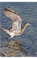 Long-Billed Curlew Bird Journal (Numenius Americanus): 150 page lined notebook/diary