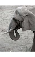 Elephant Notebook Large Size 8.5 x 11 Ruled 150 Pages Softcover