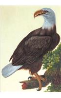 Carnet Ligné, Vautour