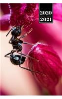 Ant Insect Myrmecology Week Planner Weekly Organizer Calendar 2020 / 2021 - Red Flower