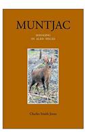 Muntjac