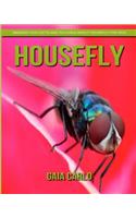 Housefly