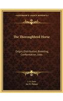 Thoroughbred Horse