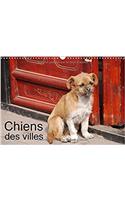 Chiens Des Villes 2017