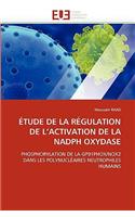 Étude de la Régulation de l''activation de la Nadph Oxydase