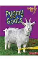 Pygmy Goats