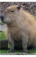 Skeptical Capybara is Does not Approve Journal
