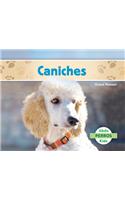 Caniches (Poodles ) (Spanish Version)