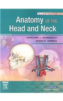 Illustrated Anatomy of the Head and Neck