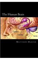 Human Brain: A Fascinating Book Containing Human Brain Facts, Trivia, Images & Memory Recall Quiz: Suitable for Adults & Children