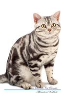 American Shorthair Cat Affirmations Workbook American Shorthair Cat Presents: Positive and Loving Affirmations Workbook. Includes: Mentoring Questions, Guidance, Supporting You.