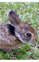 Adorable Wild Baby Bunny Rabbit Animal Journal