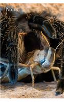 Notes: Giant Spider - Lasiodora Albopilosum - with prey. Format A5, 120 pages, fine light grey lined. Daily entries, notes and journal for the spider fan, 