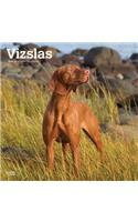 VIZSLAS 2020 SQUARE WALL CALENDAR