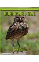 Burrowing Owl