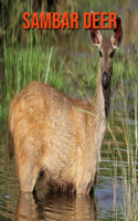 Sambar Deer: Fun Facts & Cool Pictures