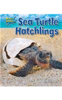 Sea Turtle Hatchlings