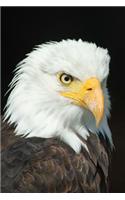 Journal: Bald Eagle: 140 Page 6 x 9 Notebook Journal Diary