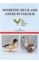 Domestic Duck and Geese in Colour