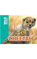 Cheetah