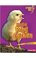 Meet a Baby Chicken