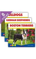 Big Buddy Dogs (Set)