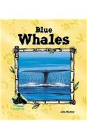 Blue Whales