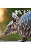 Armadillos