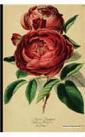 Botanical Print Journal: rosa hybrid perpetual, 6" x 9" Vintage Botanical Flower Print Journal - [Unruled/Blank/Plain/Unlined Journal]